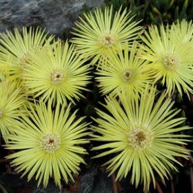 Cephalophyllum pillansii - 10 Seed Pack - Image 3