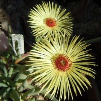 Cephalophyllum pillansii - 10 Seed Pack - Image 4