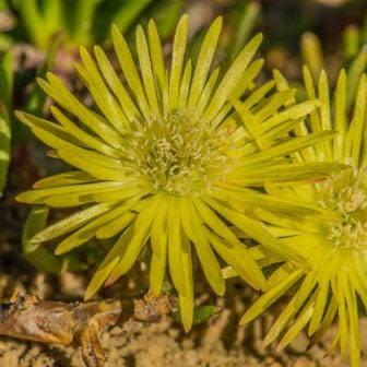 Cephalophyllum purpureo-album - 5 Seed Pack