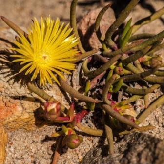 Cephalophyllum purpureo-album - 5 Seed Pack - Image 2