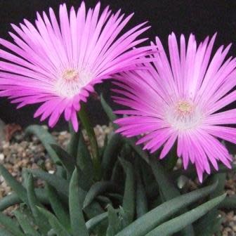 Cephalophyllum subulatoides - 5 Seed Pack
