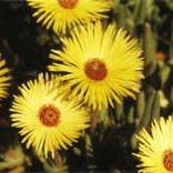 Cephalophyllum tricolorum - 10 Seed Pack - Image 2