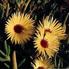Cephalophyllum tricolorum - 10 Seed Pack - Image 3