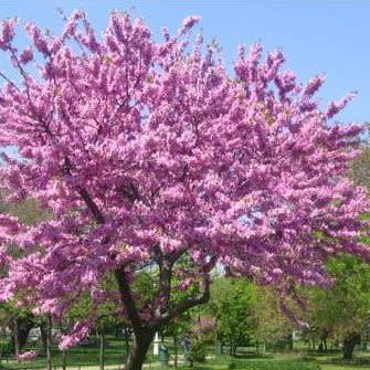 Cercis canadensis - Judas Tree, American Redbud, Eastern Redbud - 5 Seed Pack