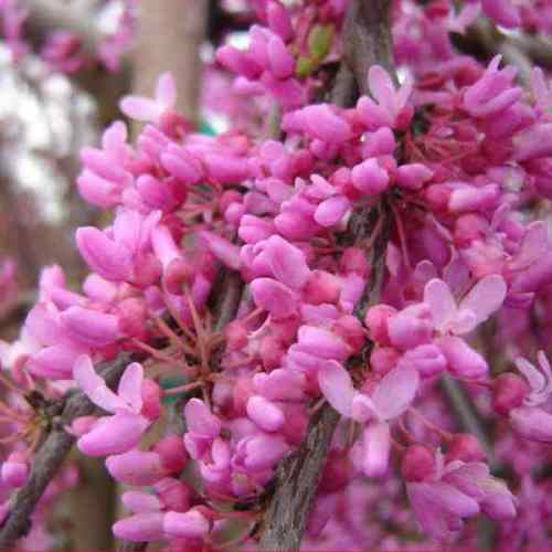 Cercis canadensis - Judas Tree, American Redbud, Eastern Redbud - 5 Seed Pack - Image 2