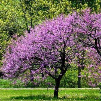 Cercis canadensis - Judas Tree, American Redbud, Eastern Redbud - 5 Seed Pack - Image 3