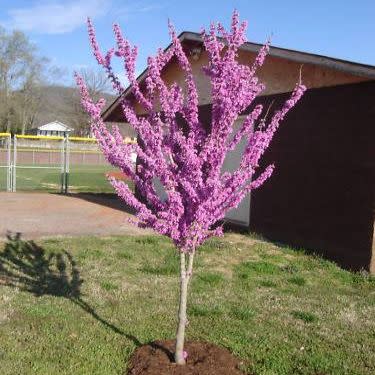 Cercis canadensis - Judas Tree, American Redbud, Eastern Redbud - 5 Seed Pack - Image 5