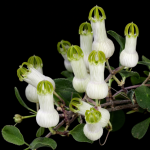 Ceropegia ampliata - Bushman`s Pipe; Boesmanspyp - 3 Seed Pack