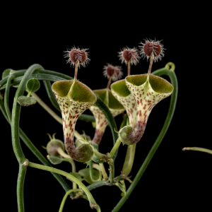 Ceropegia haygarthii - Lantern Flowers - 3 Seed Pack