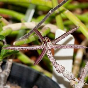 Ceropegia variegata - 5 Seed Pack