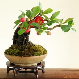 Chaenomeles japonica - Japanese Flowering Quince Bonsai & Bonsai eBook - 10 Seed Pack
