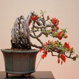 Chaenomeles japonica - Japanese Flowering Quince Bonsai & Bonsai eBook - 10 Seed Pack - Image 2