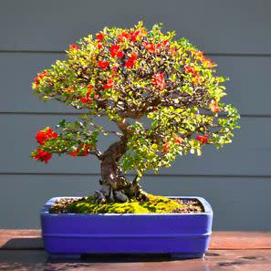 Chaenomeles japonica - Japanese Flowering Quince Bonsai & Bonsai eBook - 10 Seed Pack - Image 3