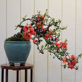 Chaenomeles japonica - Japanese Flowering Quince Bonsai & Bonsai eBook - 10 Seed Pack - Image 5