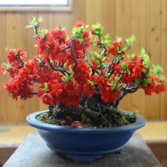 Chaenomeles japonica - Japanese Flowering Quince Bonsai & Bonsai eBook - 10 Seed Pack - Image 6