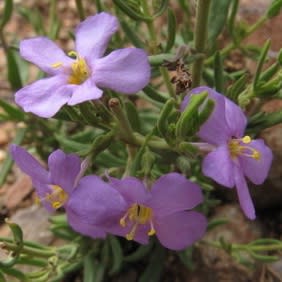 Chaenostoma aethiopicum - 5 Seed Pack