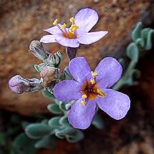 Chaenostoma caeruleum - 5 Seed Pack