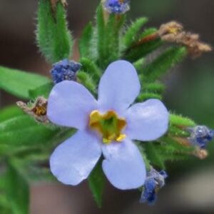 Chaenostoma campanulatum - 5 Seed Pack