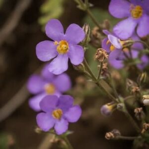 Chaenostoma glabratum - 5 Seed Pack