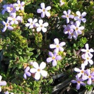 Chaenostoma hispidum - Bristly Skunkbush; Stinkbossie - 5 Seed Pack