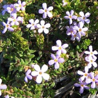 Chaenostoma hispidum - Bristly Skunkbush; Stinkbossie - 5 Seed Pack