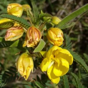 Chamaecrista comosa (Cassia comosa) - 5 Seed Pack