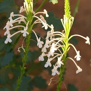 Chascanum gariepense - 5 Seed Pack
