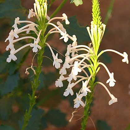 Chascanum gariepense - 5 Seed Pack
