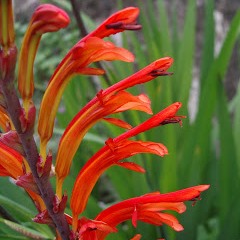 Chasmanthe aethiopica - Cobra Lily - 5 Seed Pack