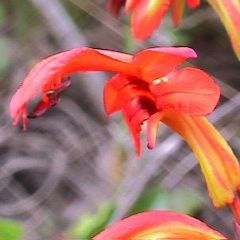 Chasmanthe aethiopica - Cobra Lily - 5 Seed Pack - Image 2