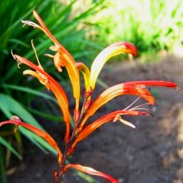 Chasmanthe aethiopica - Cobra Lily - 5 Seed Pack - Image 3