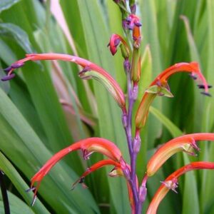 Chasmanthe bicolor - Two-colour Cobra Lily - 5 Seed Pack