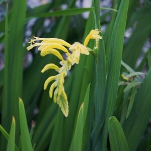 Chasmanthe floribunda var duckittii - Yellow Cobra Lily - 5 Seed Pack
