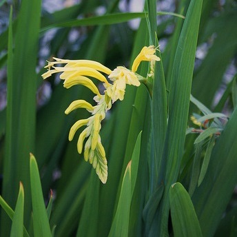 Chasmanthe floribunda var duckittii - Yellow Cobra Lily - 5 Seed Pack