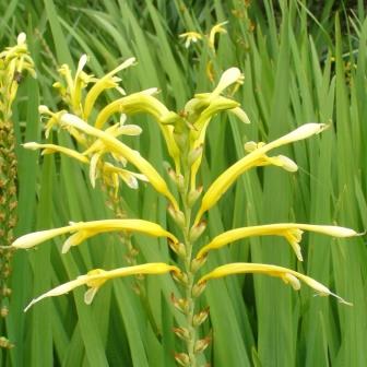 Chasmanthe floribunda var duckittii - Yellow Cobra Lily - 5 Seed Pack - Image 2