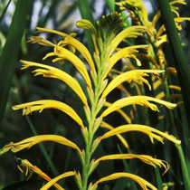 Chasmanthe floribunda var duckittii - Yellow Cobra Lily - 5 Seed Pack - Image 3