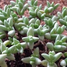 Chasmatophyllum braunsii - 5 Seed Pack