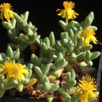 Chasmatophyllum braunsii - 5 Seed Pack - Image 2