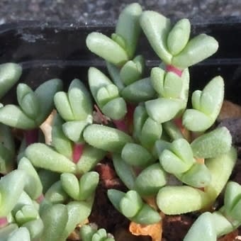 Chasmatophyllum braunsii - 5 Seed Pack - Image 3