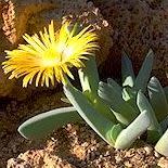 Cheiridopsis aurea - 10 Seed Pack