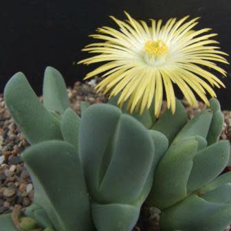 Cheiridopsis brownii - 5 Seed Pack - Image 3