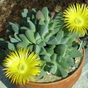 Cheiridopsis brownii - 5 Seed Pack