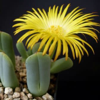 Cheiridopsis brownii - 5 Seed Pack - Image 2