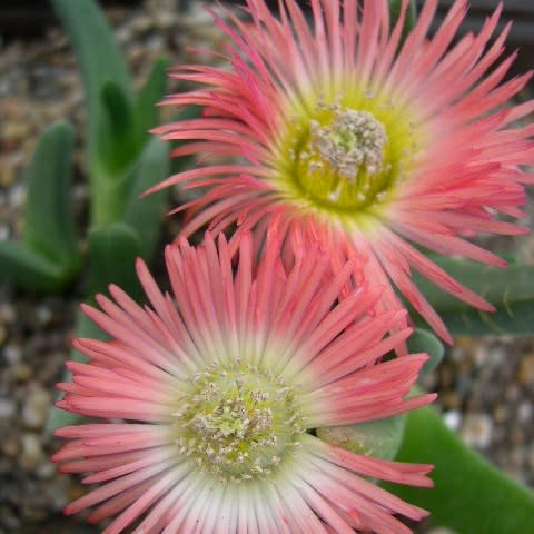Cephalophyllum caespitosum - 5 Seed Pack