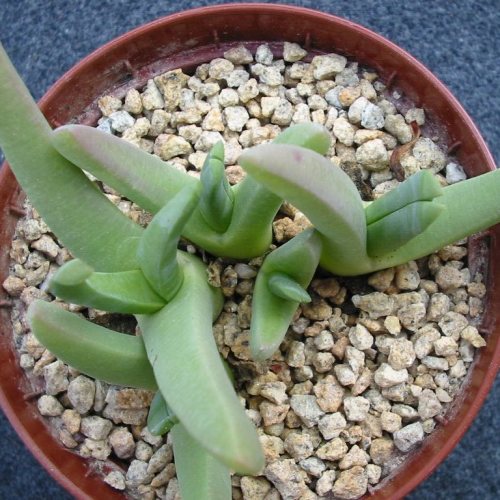 Cephalophyllum caespitosum - 5 Seed Pack - Image 2