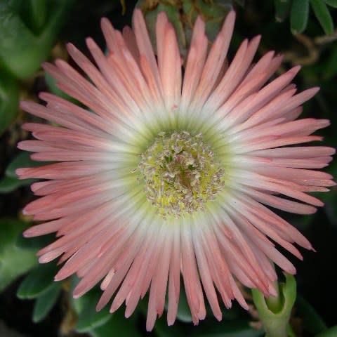 Cephalophyllum caespitosum - 5 Seed Pack - Image 3