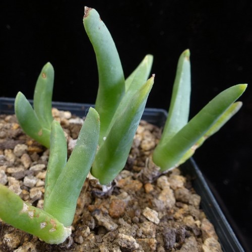 Cephalophyllum caespitosum - 5 Seed Pack - Image 4