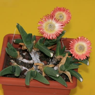 Cephalophyllum caespitosum - 5 Seed Pack - Image 6