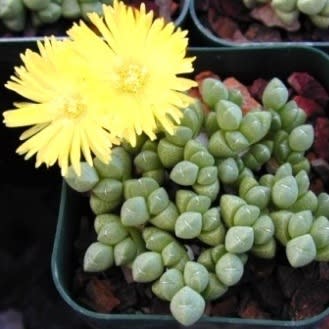 Cheiridopsis meyeri - 5 Seed Pack