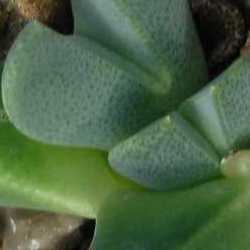 Cheiridopsis meyeri - 5 Seed Pack - Image 2